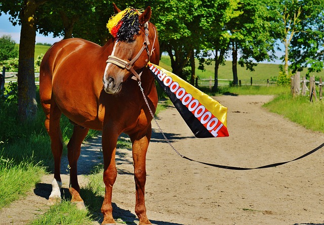 新加入的球 新加入的球